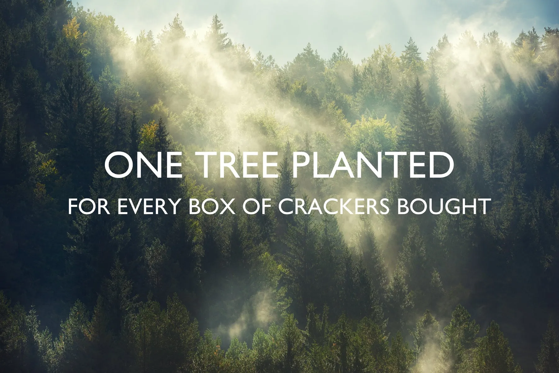 PINE CONE SPRUCE LUXURY CHRISTMAS CRACKERS
